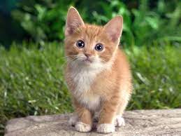 Hello world!